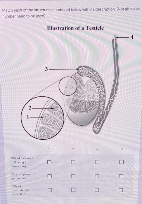Match The Number Of Structure Below With The Function Not Every Number Needs To Be Checked Male Reproductive System 2 2