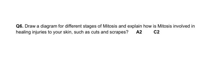Q6 Draw A Diagram For Different Stages Of Mitosis And Explain How Is Mitosis Involved In Healing Injuries To Your Skin 1