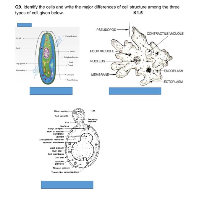 Q9 Identify The Cells And Write The Major Differences Of Cell Structure Among The Three Types Of Cell Given Below K1 5 1