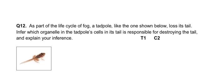 Q12 As Part Of The Life Cycle Of Fog A Tadpole Like The One Shown Below Loss Its Tail Infer Which Organelle In The 1