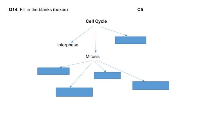 Q14 Fill In The Blanks Boxes Interphase Cell Cycle Mitosis C5 1