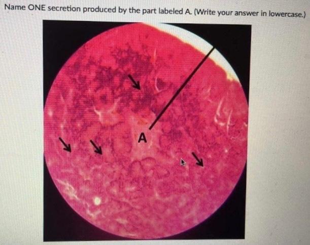 Name One Secretion Produced By The Part Labeled A Write Your Answer In Lowercase A 1