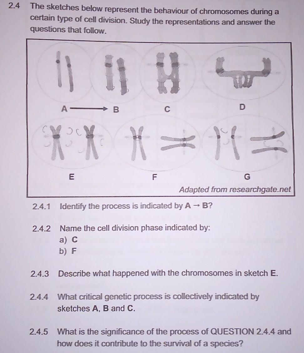 2 4 The Sketches Below Represent The Behaviour Of Chromosomes During A Certain Type Of Cell Division Study The Represen 1