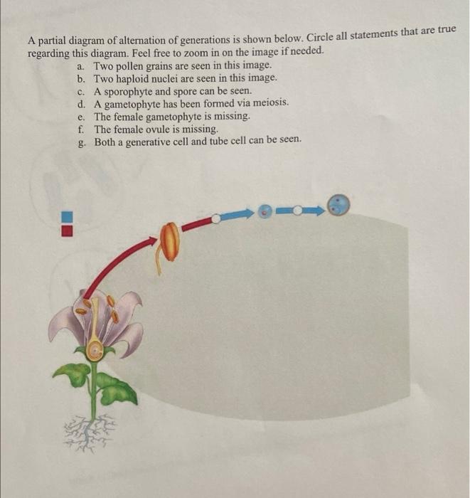 A Partial Diagram Of Alternation Of Generations Is Shown Below Circle All Statements That Are True Regarding This Diagr 1