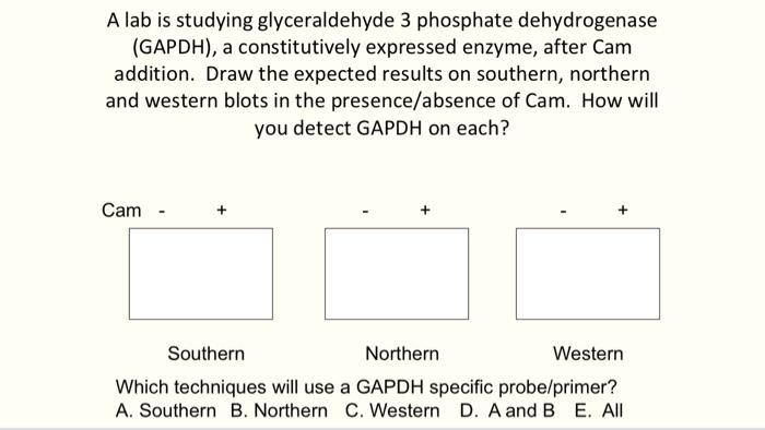 A Lab Is Studying Glyceraldehyde 3 Phosphate Dehydrogenase Gapdh A Constitutively Expressed Enzyme After Cam Additio 1