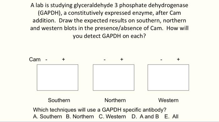 A Lab Is Studying Glyceraldehyde 3 Phosphate Dehydrogenase Gapdh A Constitutively Expressed Enzyme After Cam Additio 2