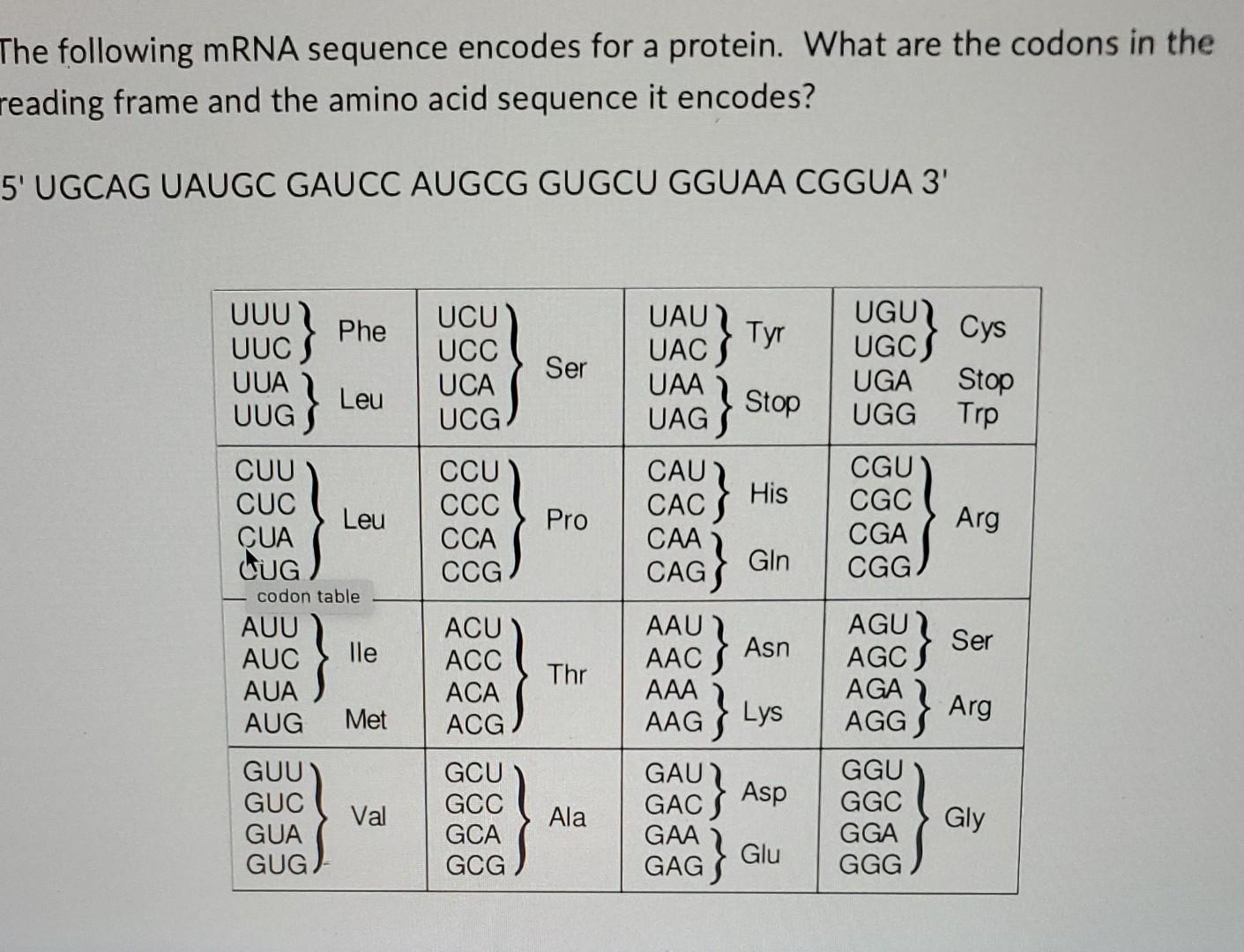 The Following Mrna Sequence Encodes For A Protein What Are The Codons In The Reading Frame And The Amino Acid Sequence 1