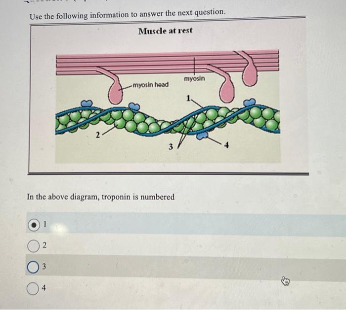 Use The Following Information To Answer The Next Question Muscle At Rest Myosin Head 2 3 In The Above Diagram Troponi 1