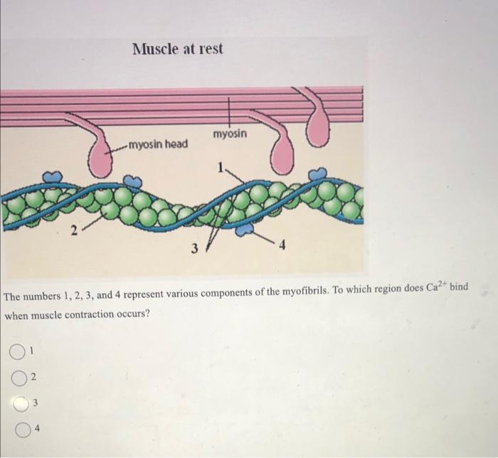 Muscle At Rest Myosin Head St Myosin 3 The Numbers 1 2 3 And 4 Represent Various Components Of The Myofibrils To Whi 1