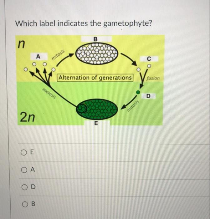 Which Of These Statements About Hetersporous Plants Is False O All Seed Plants Are Heterosporous Their Spores Develop 2