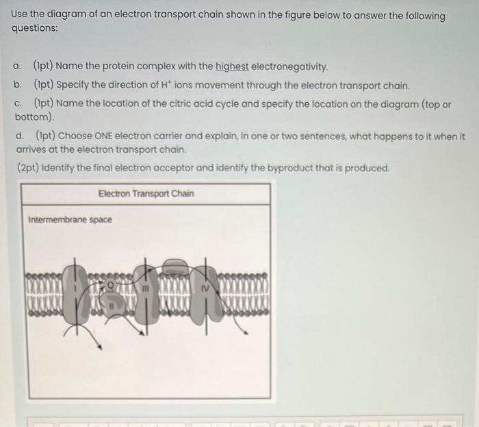 Use The Diagram Of An Electron Transport Chain Shown In The Figure Below To Answer The Following Questions A 1pt Nam 1