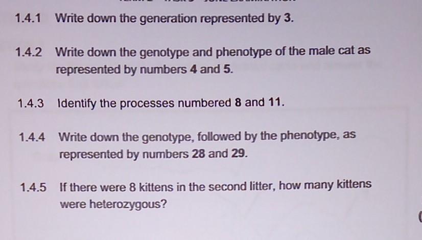 1 4 1 Write Down The Generation Represented By 3 1 4 2 Write Down The Genotype And Phenotype Of The Male Cat As Represe 2