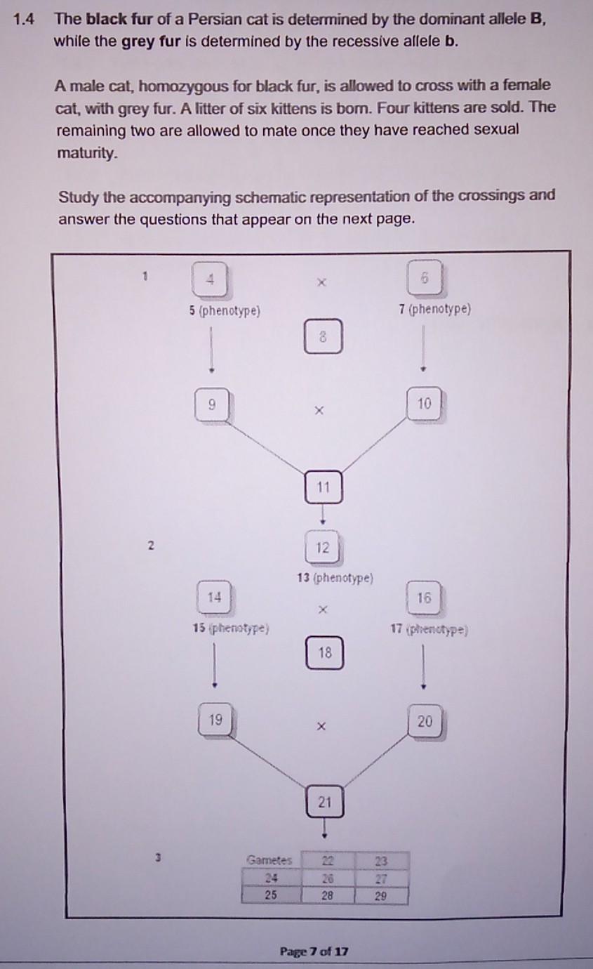 1 4 1 Write Down The Generation Represented By 3 1 4 2 Write Down The Genotype And Phenotype Of The Male Cat As Represe 3