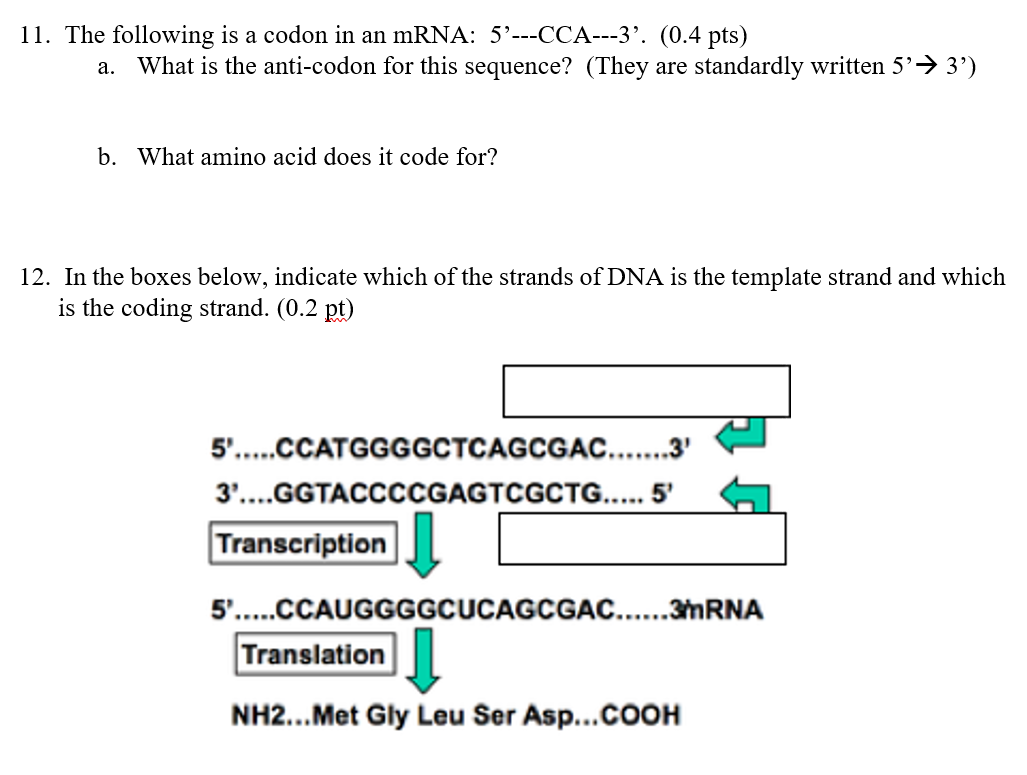 11 The Following Is A Codon In An Mrna 5 Cca 3 0 4 Pts A What Is The Anti Codon For This Sequence They Are 1