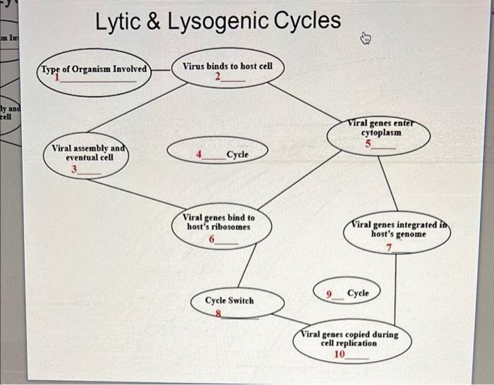 M In Ly And Cell Lytic Lysogenic Cycles Virus Binds To Host Cell Cycle Viral Genes Bind To Host S Ribosomes Cycle Swit 1
