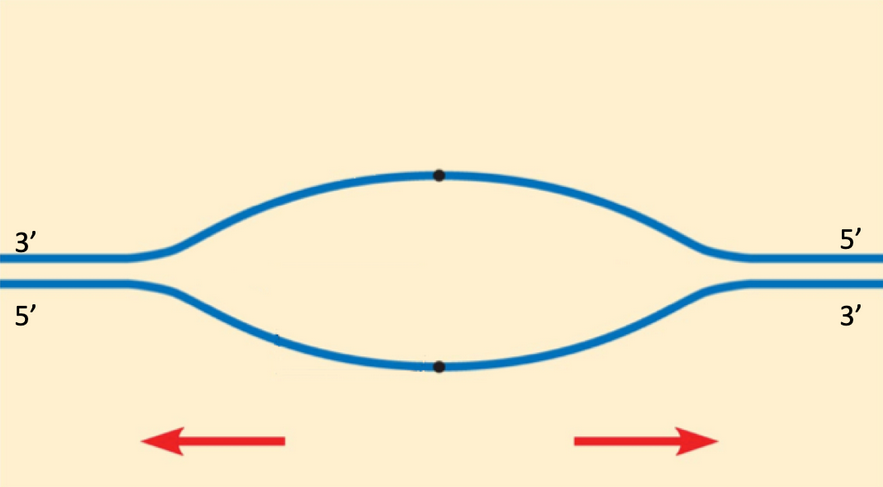 The Figure Below Shows The Replication Bubble Of A Bacterial Chromosome Using The Image Below Please Draw In The Newl 1