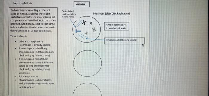 Illustrating Mitosis Each Circle Is Representing A Different Stage Of Mitosis Students Are To Label Each Stage Correctl 1