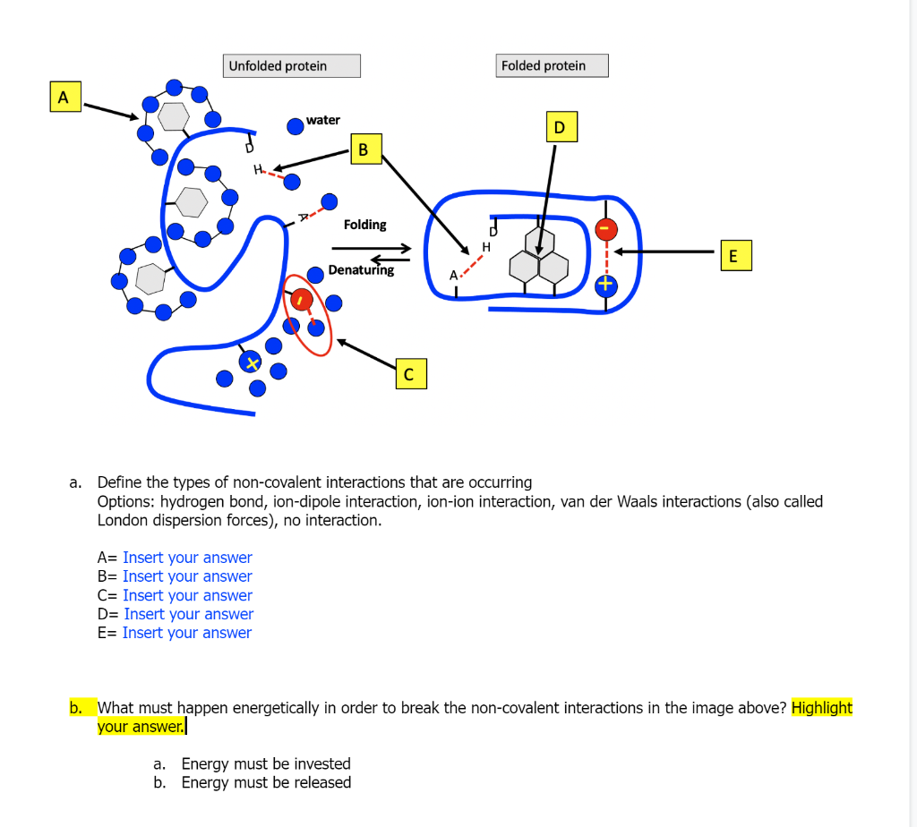Unfolded Protein Water A E C A Define The Types Of Non Covalent Interactions That Are Occurring Options Hydrogen Bond 1
