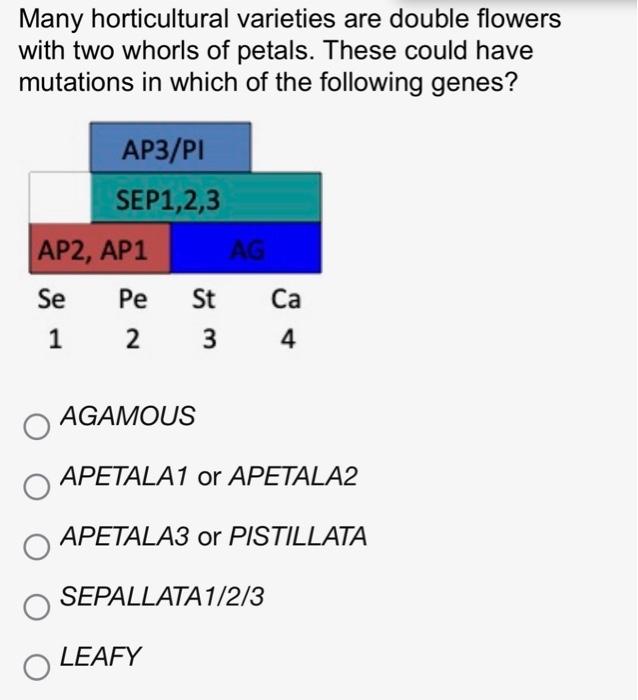 Many Horticultural Varieties Are Double Flowers With Two Whorls Of Petals These Could Have Mutations In Which Of The Fo 1