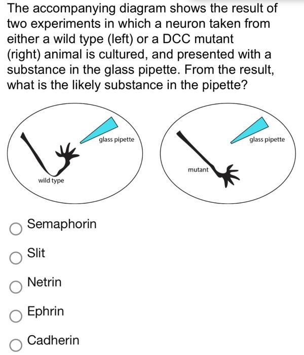Many Horticultural Varieties Are Double Flowers With Two Whorls Of Petals These Could Have Mutations In Which Of The Fo 2