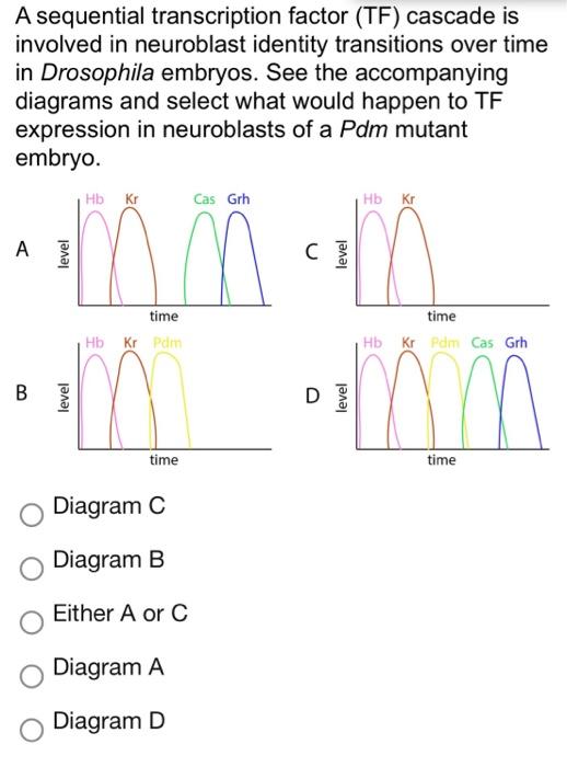 A Sequential Transcription Factor Tf Cascade Is Involved In Neuroblast Identity Transitions Over Time In Drosophila Em 1