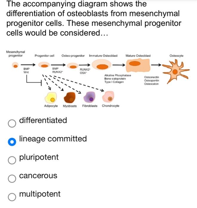The Accompanying Diagram Shows The Differentiation Of Osteoblasts From Mesenchymal Progenitor Cells These Mesenchymal P 1