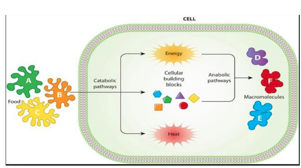 12 Look At To The Picture And Answer To The Questions 20 Point A Mention The Nutrients Which Participate During Cat 1