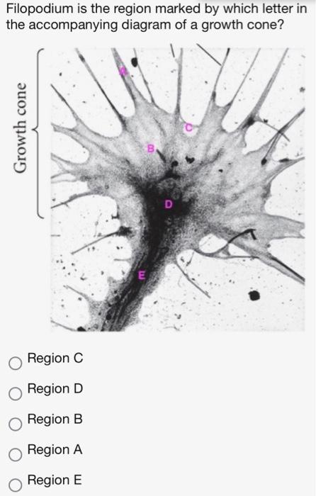 How Did Yamanaka Et Al 2006 Identify Which Transcription Factors Were Sufficient To Induce Pluripotency In Fibroblast 2