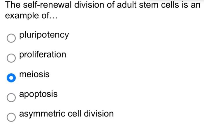 The Self Renewal Division Of Adult Stem Cells Is An Example Of Pluripotency O Proliferation Meiosis Apoptosis Asymmet 1
