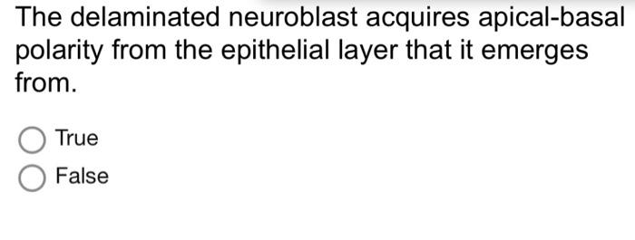 The Self Renewal Division Of Adult Stem Cells Is An Example Of Pluripotency O Proliferation Meiosis Apoptosis Asymmet 2