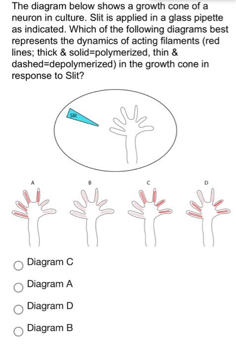 The Diagram Below Shows A Growth Cone Of A Neuron In Culture Slit Is Applied In A Glass Pipette As Indicated Which Of 1