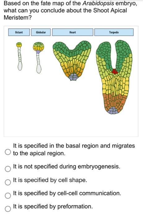 Based On The Fate Map Of The Arabidopsis Embryo What Can You Conclude About The Shoot Apical Meristem Octant Globular 1