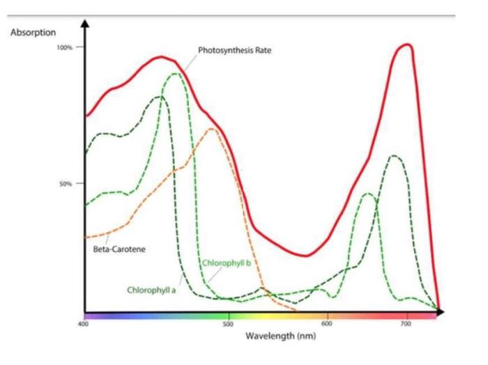 Identify And Explain The Differences In Organelles And Energy Sources Between Cellular Respiration And Photosynthesis 4