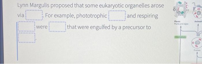 Lynn Margulis Proposed That Some Eukaryotic Organelles Arose Via For Example Phototrophic And Respiring Were That Were 2