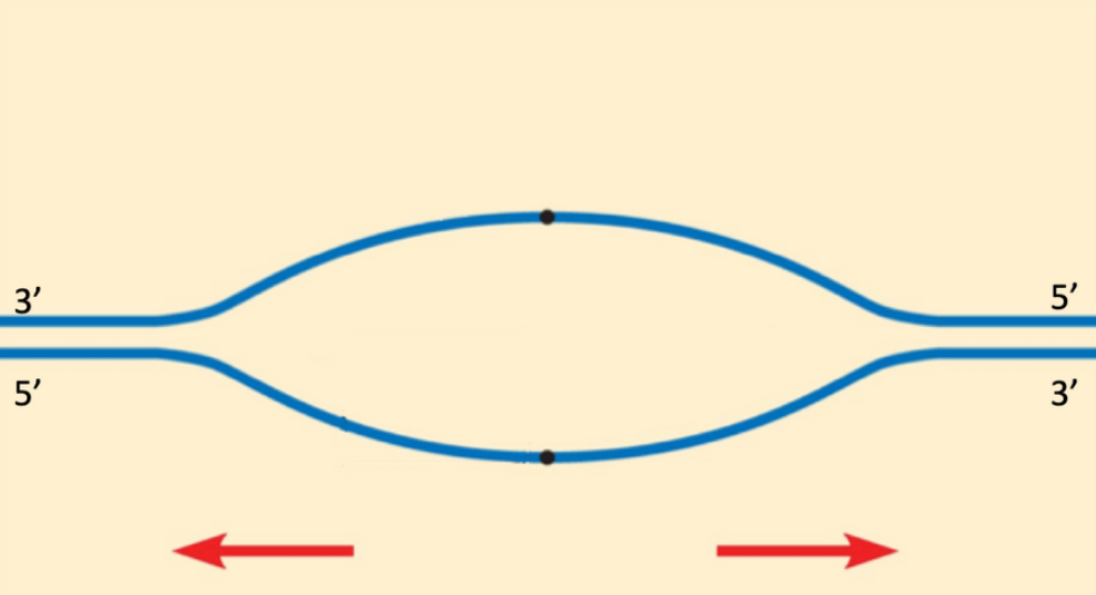The Figure Below Shows The Replication Bubble Of A Bacterial Chromosome Using The Image Below Please Draw In The Newly 1
