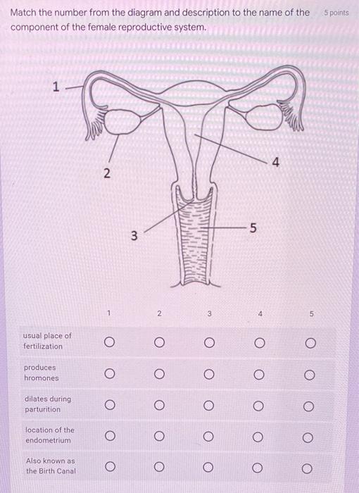 Match The Number From The Diagram And Description To The Name Of The 5 Points Component Of The Female Reproductive Syste 1