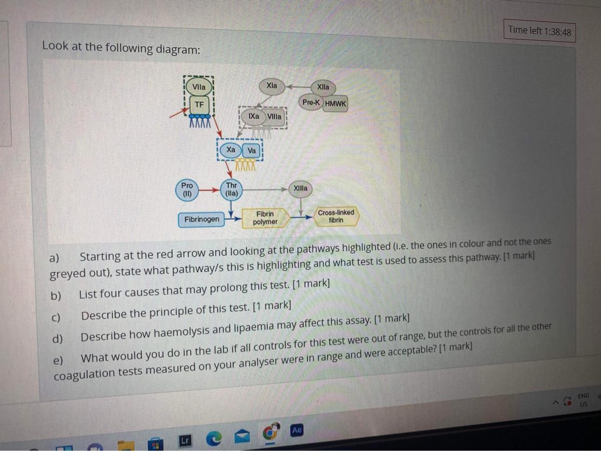 Time Left 1 38 48 Pro 11 Fibrin Cross Linked Fibrinogen Polymer Fibrin A Starting At The Red Arrow And Looking At The 1