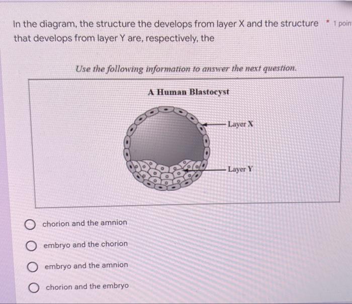 In The Diagram The Structure The Develops From Layer X And The Structure 1 Point That Develops From Layer Y Are Resp 1
