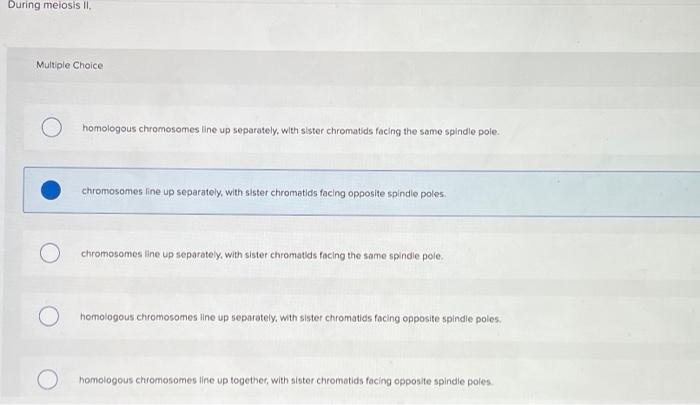 During Meiosis Ii Multiple Choice Homologous Chromosomes Line Up Separately With Sister Chromatids Facing The Same Spi 1