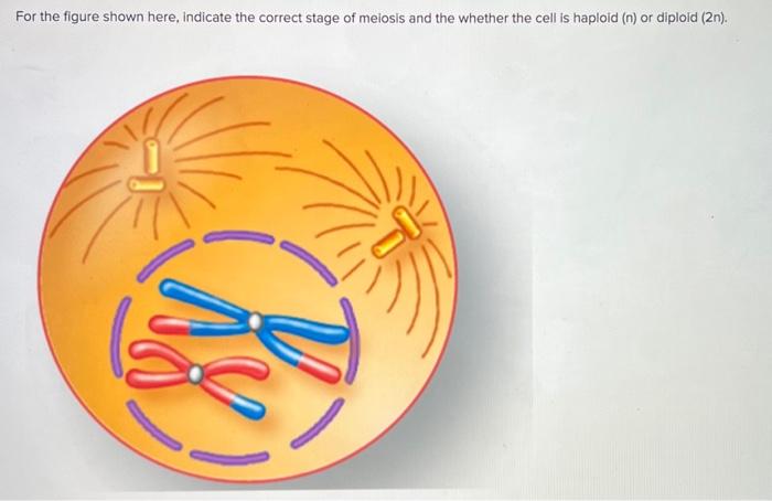 For The Figure Shown Here Indicate The Correct Stage Of Meiosis And The Whether The Cell Is Haploid N Or Diploid 2n 1
