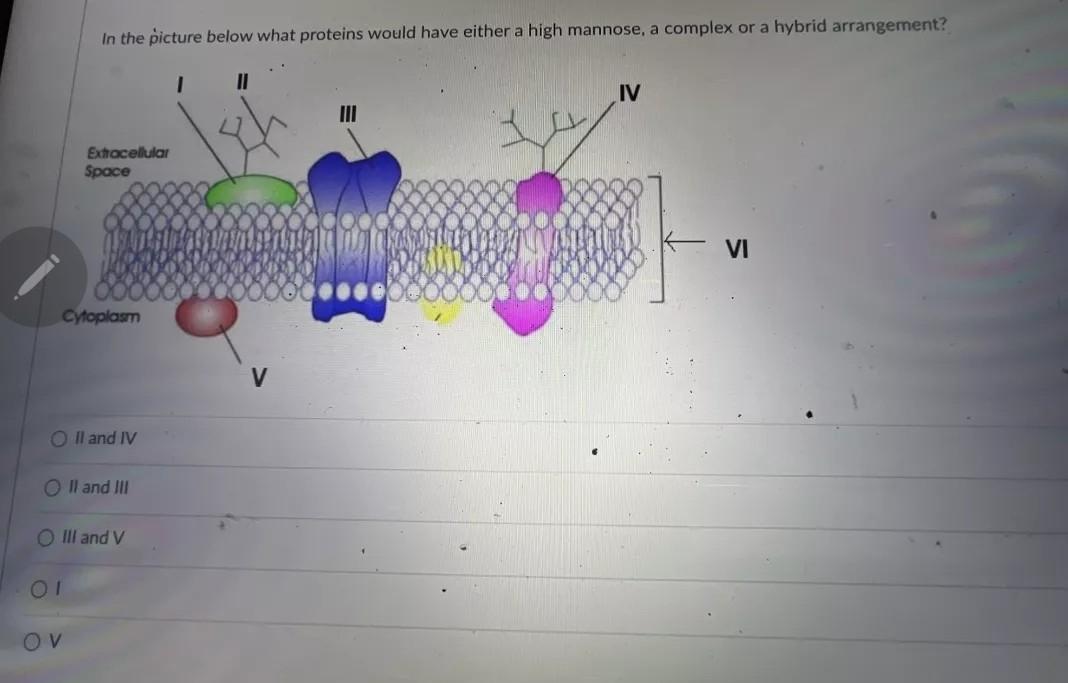 In The Picture Below What Proteins Would Have Either A High Mannose A Complex Or A Hybrid Arrangement 1 11 Iv Extracel 1