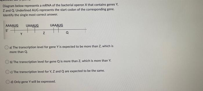 Diagram Below Represents A Mrna Of The Bacterial Operon X That Contains Genes Y Z And Q Underlined Aug Represents The 1