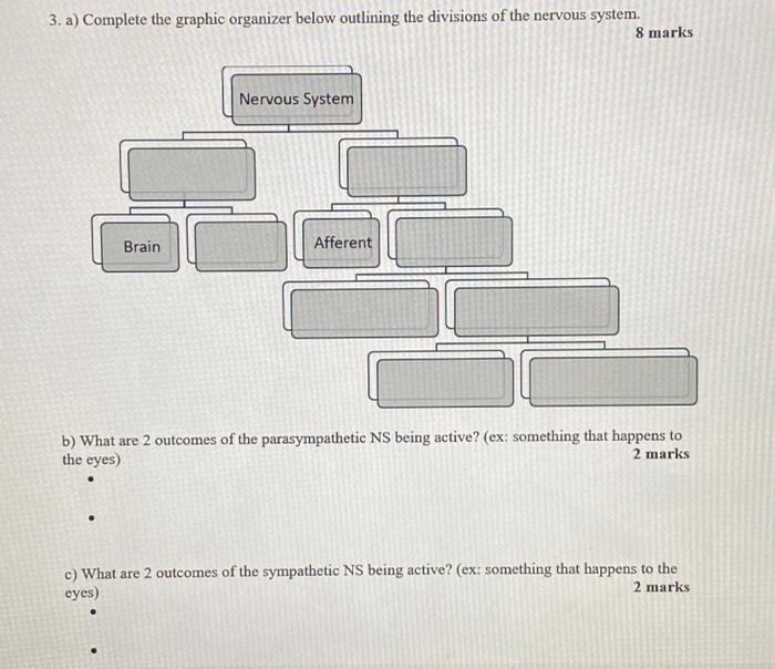 3 A Complete The Graphic Organizer Below Outlining The Divisions Of The Nervous System 8 Marks Nervous System Brain A 1