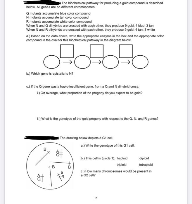 The Biochemical Pathway For Producing A Gold Compound Is Described Below All Genes Are On Different Chromosomes Q Muta 1