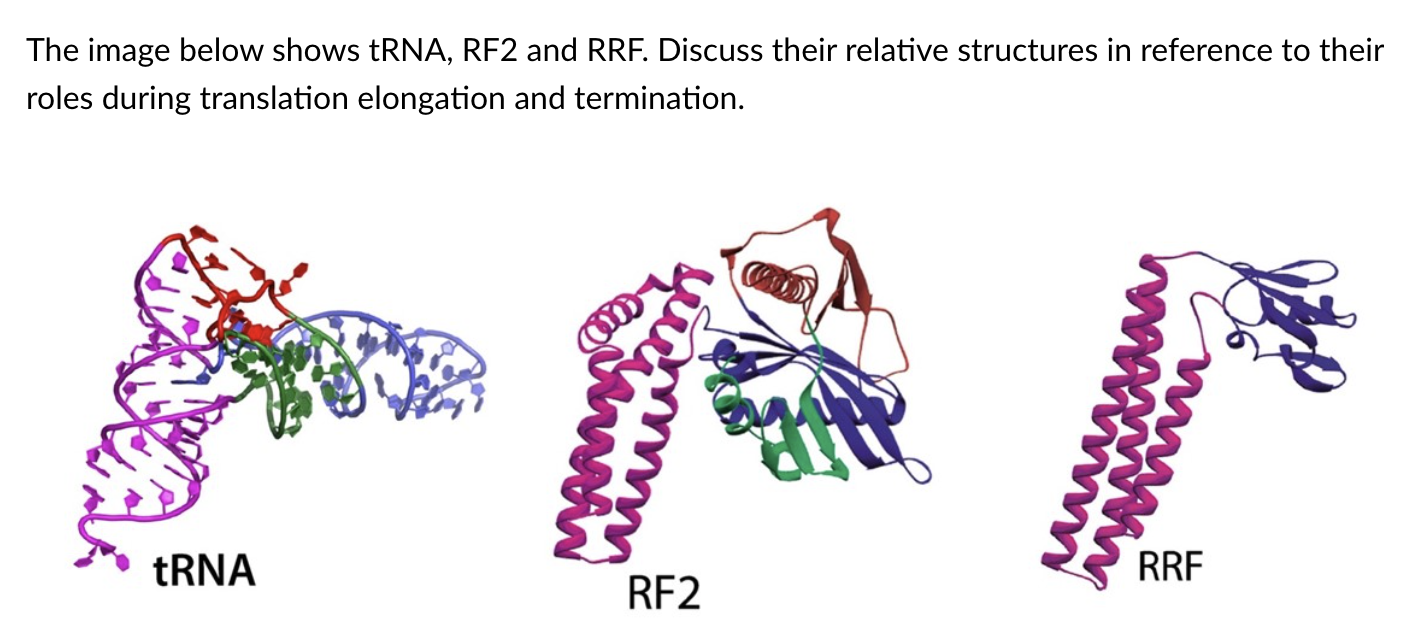 The Image Below Shows Trna Rf2 And Rrf Discuss Their Relative Structures In Reference To Their Roles During Translatio 1