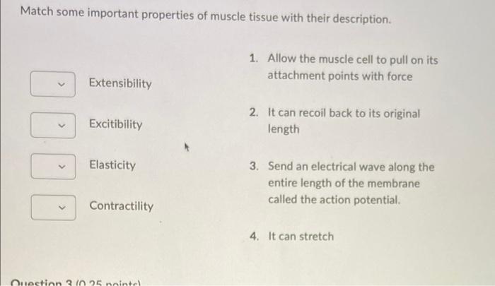 Match Some Important Properties Of Muscle Tissue With Their Description Extensibility Excitibility Elasticity Contracti 1
