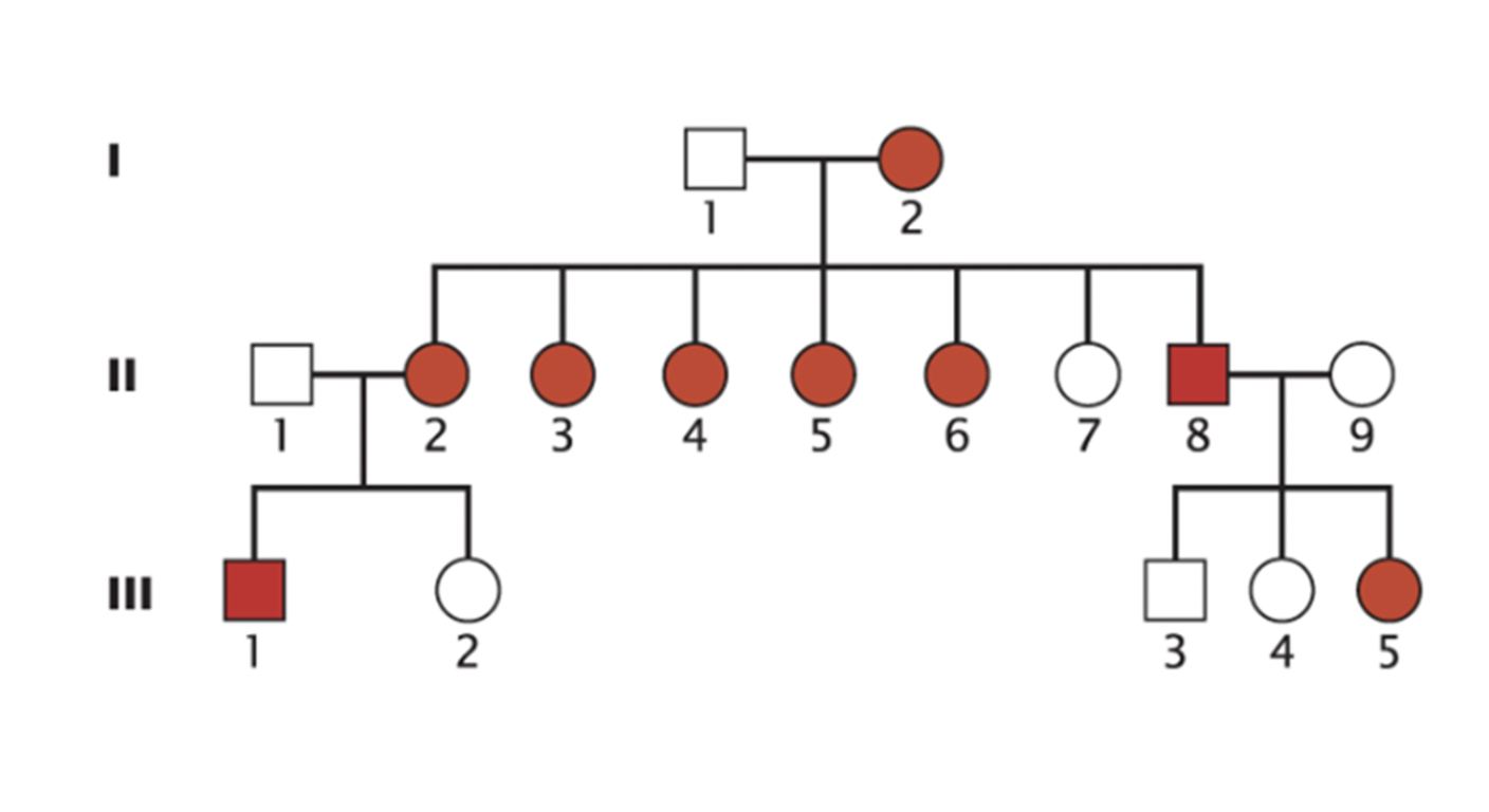 Many Studies Have Suggested A Strong Genetic Predisposition To Migraine Headaches But The Mode Of Inheritance Is Not Cl 1