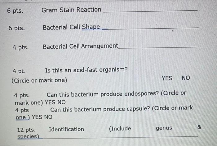 Gram Stain Capsule Stain Endospore Stain Morphunknown Using Cellular Morphology To Recognize Microorganis Print Name 3