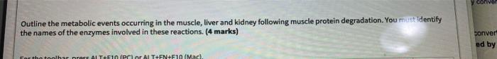 Outline The Metabolic Events Occurring In The Muscle Liver And Kidney Following Muscle Protein Degradation You Must Id 1