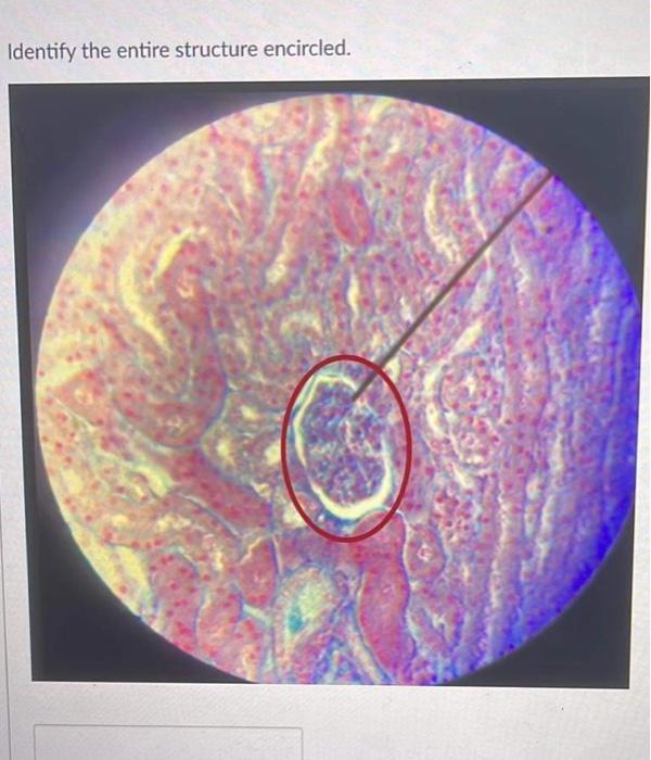 Identify The Entire Structure Encircled 1